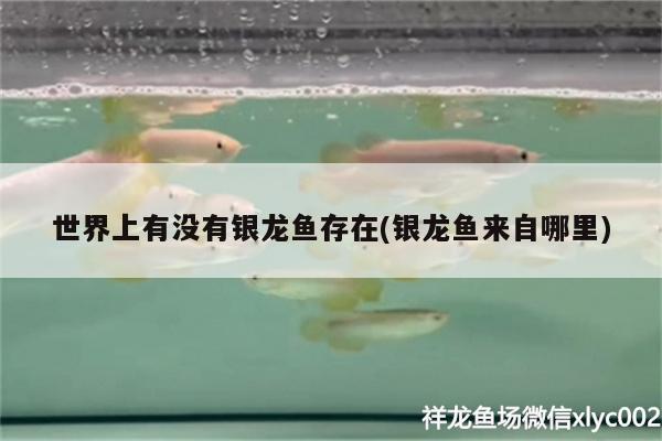 世界上有沒(méi)有銀龍魚存在(銀龍魚來(lái)自哪里)