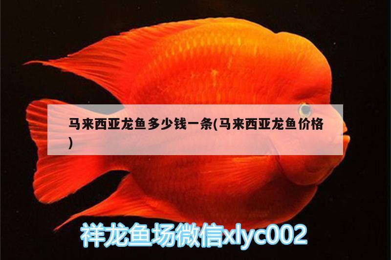 馬來西亞龍魚多少錢一條(馬來西亞龍魚價(jià)格)