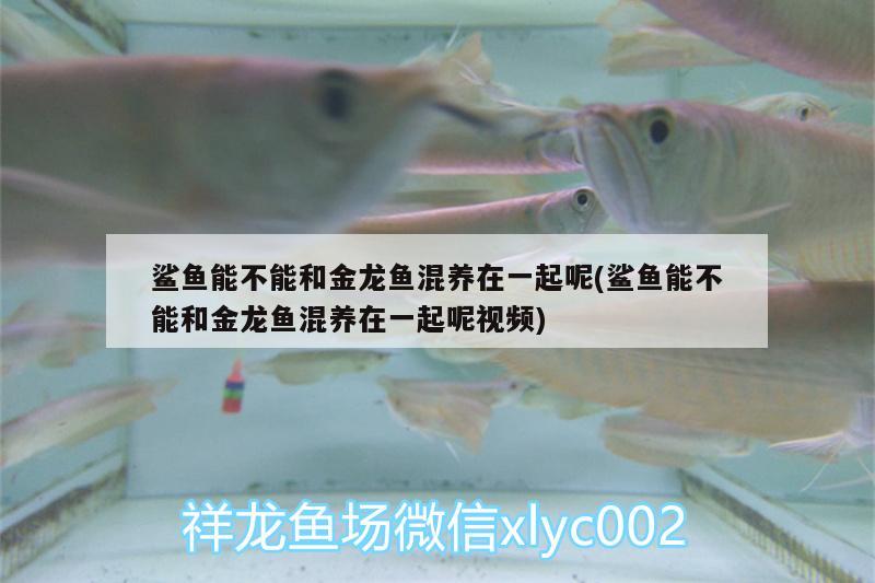 鯊魚能不能和金龍魚混養(yǎng)在一起呢(鯊魚能不能和金龍魚混養(yǎng)在一起呢視頻)