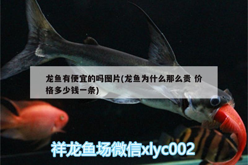 龍魚有便宜的嗎圖片(龍魚為什么那么貴價格多少錢一條) 過背金龍魚 第1張