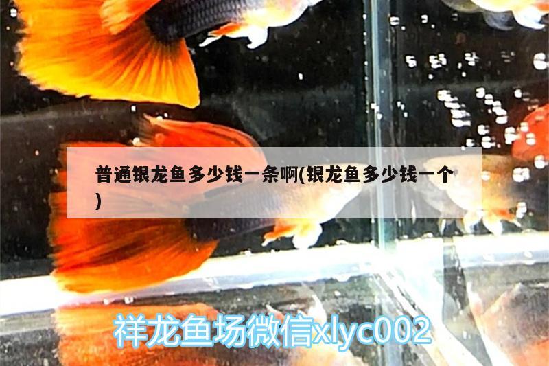 普通銀龍魚多少錢一條啊(銀龍魚多少錢一個(gè))