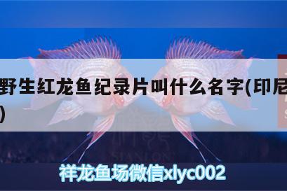 印尼野生紅龍魚(yú)紀(jì)錄片叫什么名字(印尼血紅龍魚(yú))