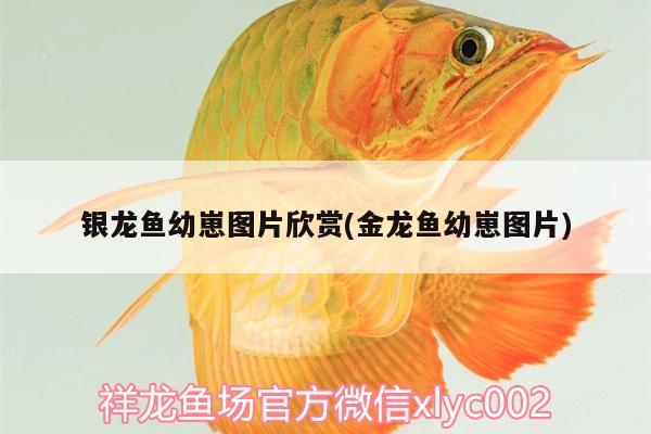 銀龍魚幼崽圖片欣賞(金龍魚幼崽圖片) 銀龍魚百科