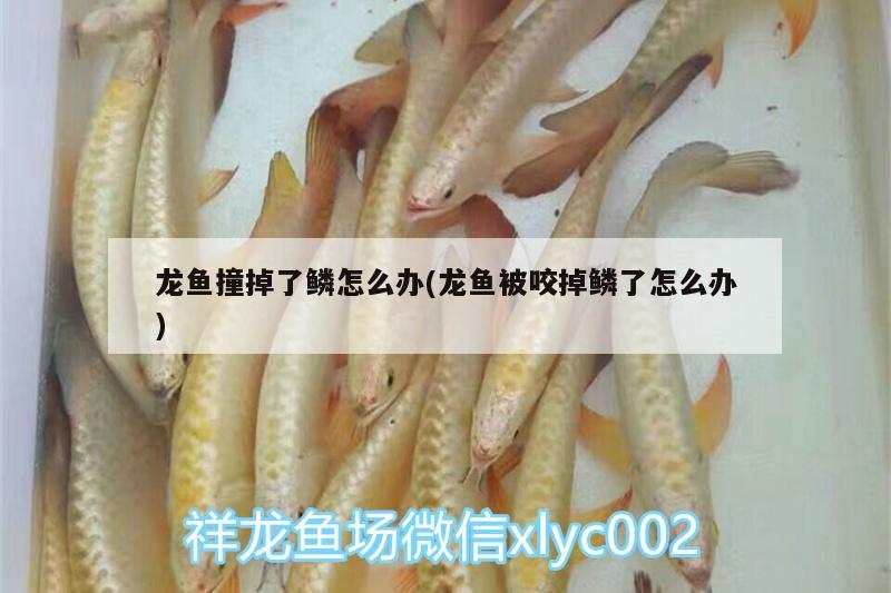 龍魚撞掉了鱗怎么辦(龍魚被咬掉鱗了怎么辦)