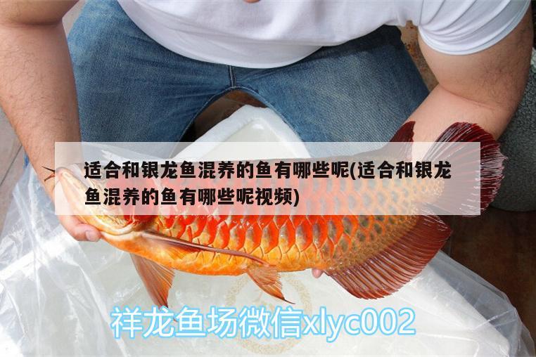 適合和銀龍魚混養(yǎng)的魚有哪些呢(適合和銀龍魚混養(yǎng)的魚有哪些呢視頻) 銀龍魚 第2張