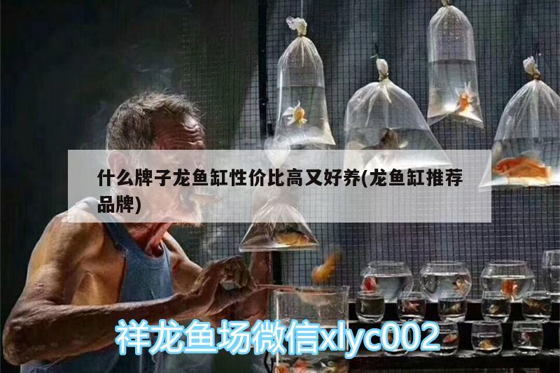 什么牌子龍魚缸性價比高又好養(yǎng)(龍魚缸推薦品牌)