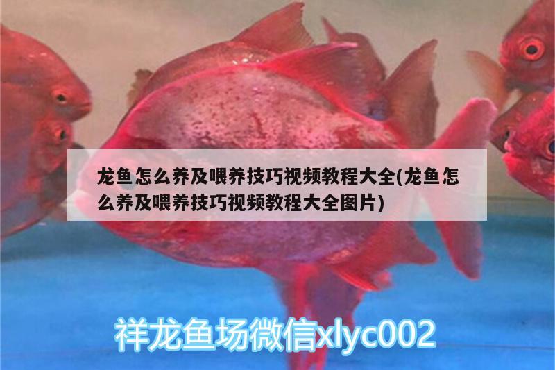 龍魚怎么養(yǎng)及喂養(yǎng)技巧視頻教程大全(龍魚怎么養(yǎng)及喂養(yǎng)技巧視頻教程大全圖片)