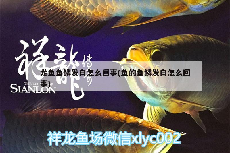 龍魚魚鱗發(fā)白怎么回事(魚的魚鱗發(fā)白怎么回事)