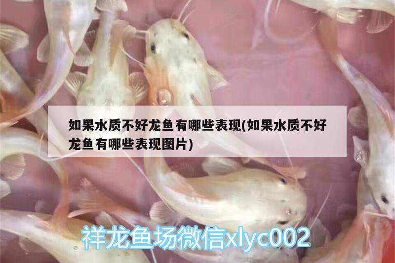 如果水質不好龍魚有哪些表現(如果水質不好龍魚有哪些表現圖片)