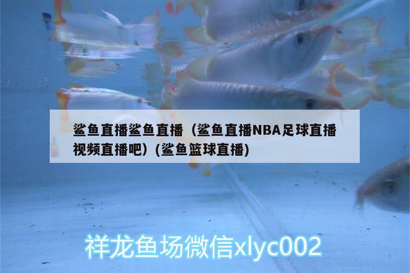 鯊魚(yú)直播鯊魚(yú)直播（鯊魚(yú)直播NBA足球直播視頻直播吧）(鯊魚(yú)籃球直播) 羽毛刀魚(yú)苗