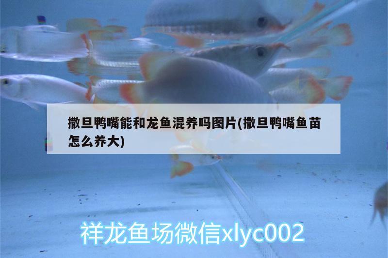 撒旦鴨嘴能和龍魚混養(yǎng)嗎圖片(撒旦鴨嘴魚苗怎么養(yǎng)大) 撒旦鴨嘴魚