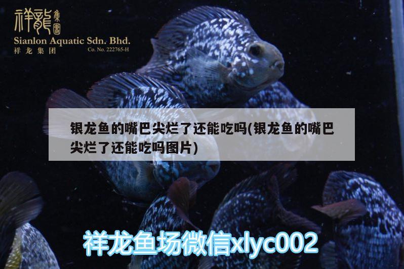 銀龍魚的嘴巴尖爛了還能吃嗎(銀龍魚的嘴巴尖爛了還能吃嗎圖片)