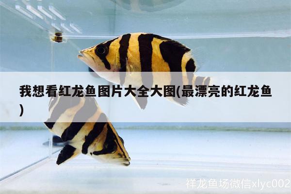 我想看紅龍魚(yú)圖片大全大圖(最漂亮的紅龍魚(yú)) 福魟魟魚(yú)