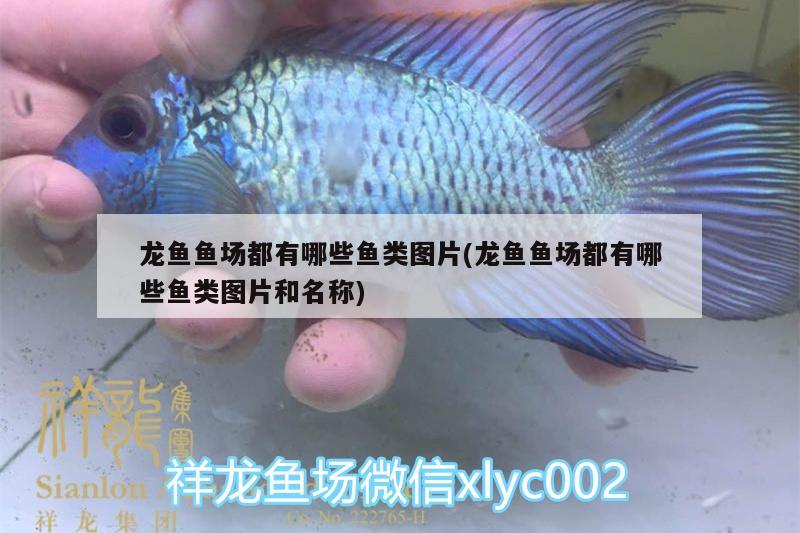 龍魚(yú)魚(yú)場(chǎng)都有哪些魚(yú)類圖片(龍魚(yú)魚(yú)場(chǎng)都有哪些魚(yú)類圖片和名稱) 印尼小紅龍