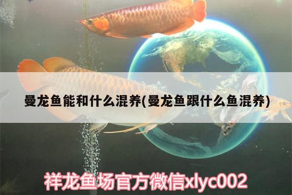 曼龍魚能和什么混養(yǎng)(曼龍魚跟什么魚混養(yǎng))