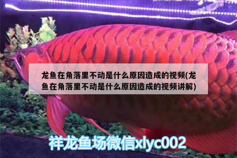 龍魚在角落里不動是什么原因造成的視頻(龍魚在角落里不動是什么原因造成的視頻講解)