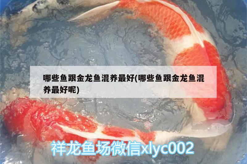 哪些魚(yú)跟金龍魚(yú)混養(yǎng)最好(哪些魚(yú)跟金龍魚(yú)混養(yǎng)最好呢) 龍魚(yú)批發(fā)