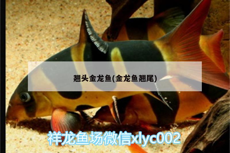 翹頭金龍魚(金龍魚翹尾)