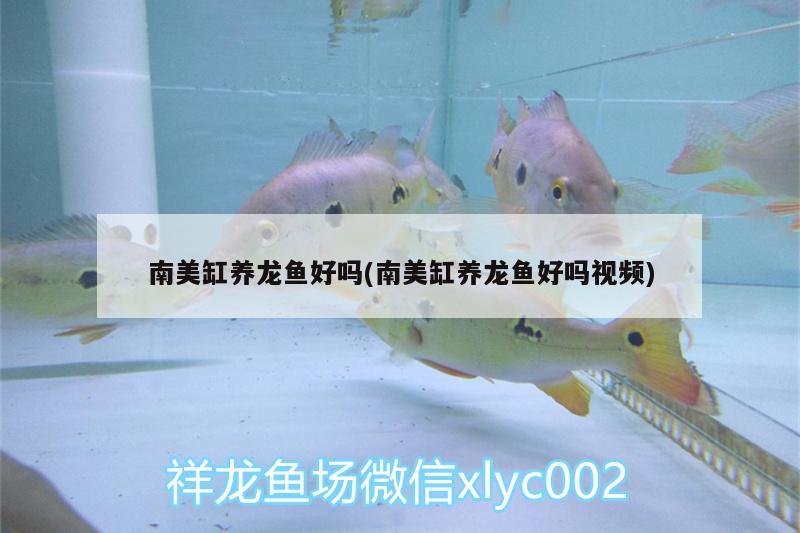 南美缸養(yǎng)龍魚好嗎(南美缸養(yǎng)龍魚好嗎視頻)