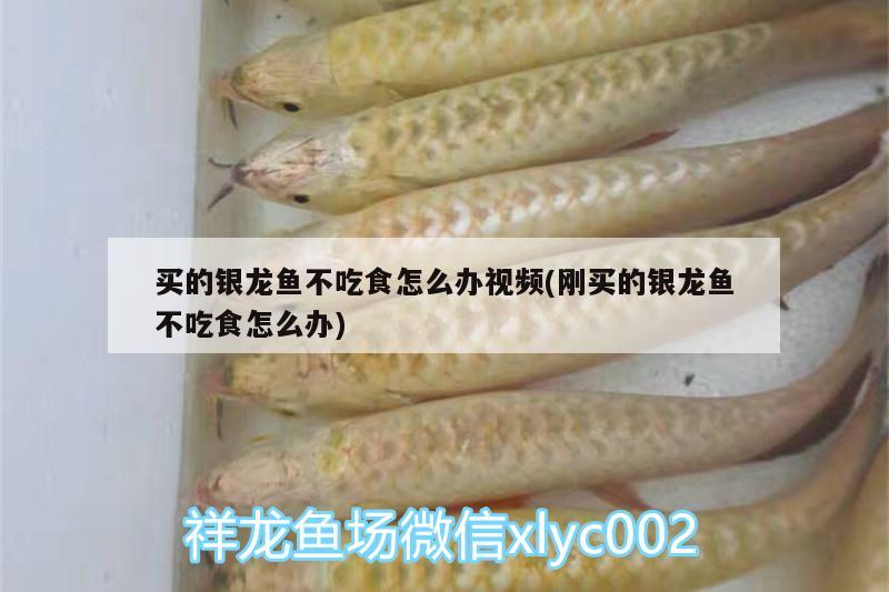 買的銀龍魚不吃食怎么辦視頻(剛買的銀龍魚不吃食怎么辦) 銀龍魚