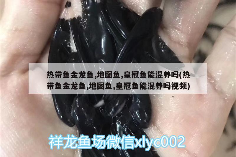 熱帶魚金龍魚,地圖魚,皇冠魚能混養(yǎng)嗎(熱帶魚金龍魚,地圖魚,皇冠魚能混養(yǎng)嗎視頻)