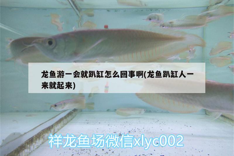 龍魚游一會就趴缸怎么回事啊(龍魚趴缸人一來就起來) 廣州龍魚批發(fā)市場