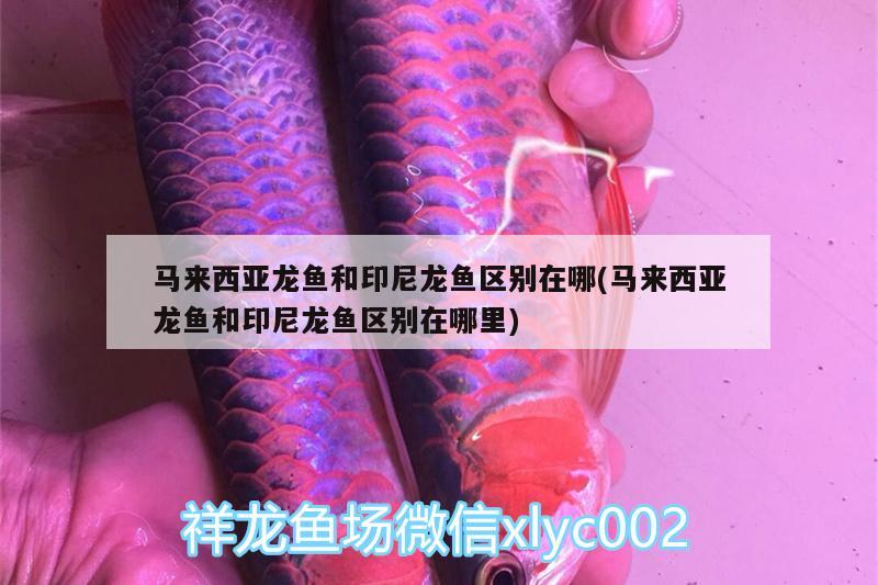 馬來西亞龍魚和印尼龍魚區(qū)別在哪(馬來西亞龍魚和印尼龍魚區(qū)別在哪里)