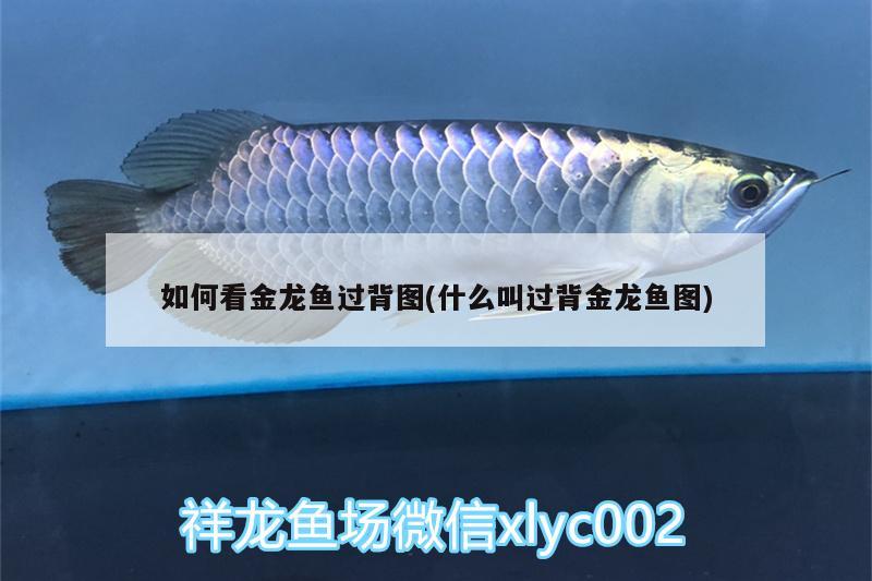 如何看金龍魚過背圖(什么叫過背金龍魚圖) 金龍魚百科