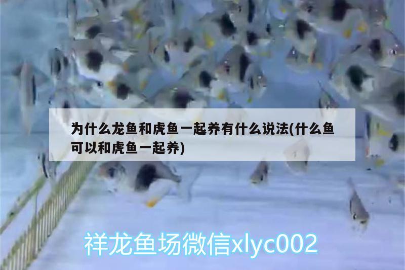 為什么龍魚和虎魚一起養(yǎng)有什么說法(什么魚可以和虎魚一起養(yǎng)) 虎魚百科