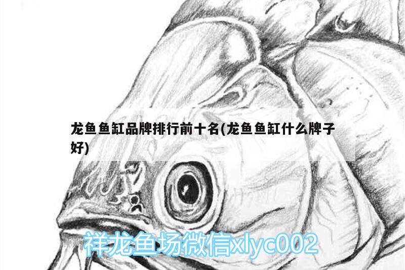 龍魚魚缸品牌排行前十名(龍魚魚缸什么牌子好)