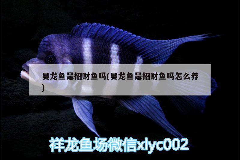 曼龍魚是招財魚嗎(曼龍魚是招財魚嗎怎么養(yǎng)) 藍底過背金龍魚