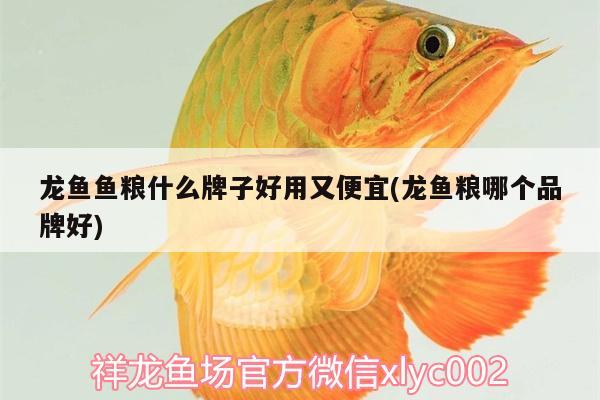 龍魚魚糧什么牌子好用又便宜(龍魚糧哪個(gè)品牌好) 觀賞魚水族批發(fā)市場