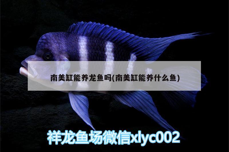 南美缸能養(yǎng)龍魚嗎(南美缸能養(yǎng)什么魚) 名貴錦鯉魚