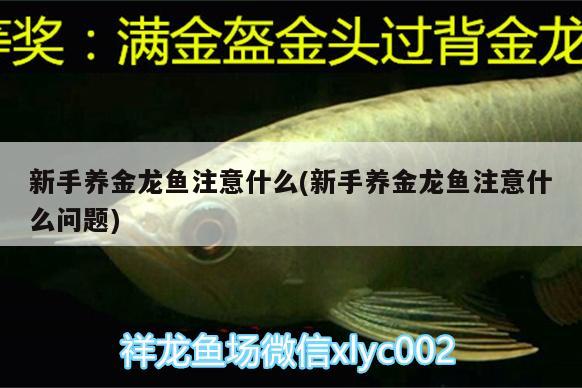 新手養(yǎng)金龍魚注意什么(新手養(yǎng)金龍魚注意什么問題) 熊貓異形魚L46