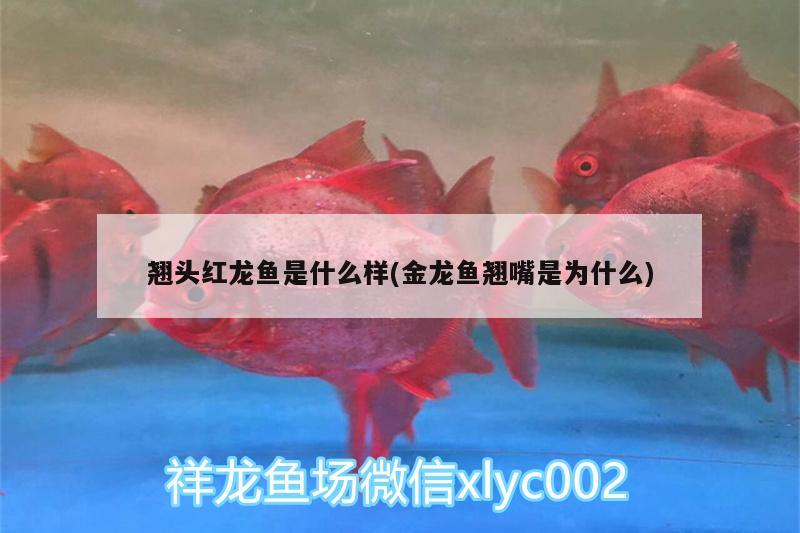 翹頭紅龍魚是什么樣(金龍魚翹嘴是為什么) 水溫計(jì)