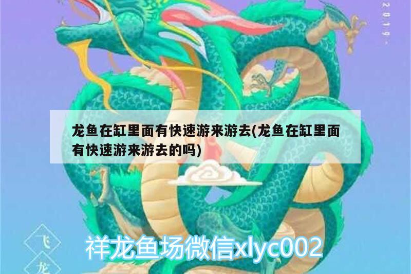 龍魚在缸里面有快速游來游去(龍魚在缸里面有快速游來游去的嗎)