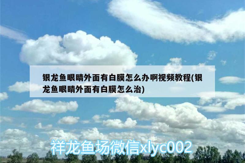 銀龍魚眼睛外面有白膜怎么辦啊視頻教程(銀龍魚眼睛外面有白膜怎么治)