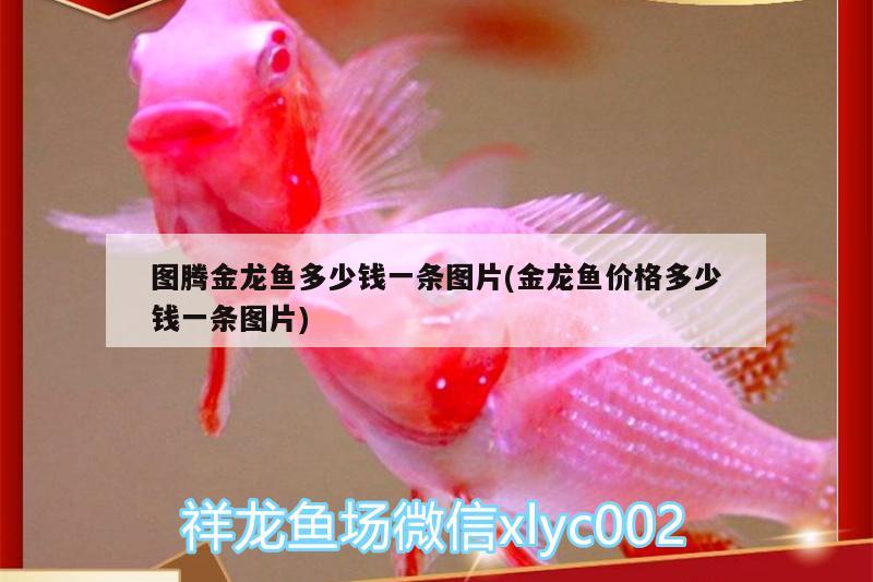 圖騰金龍魚多少錢一條圖片(金龍魚價(jià)格多少錢一條圖片)