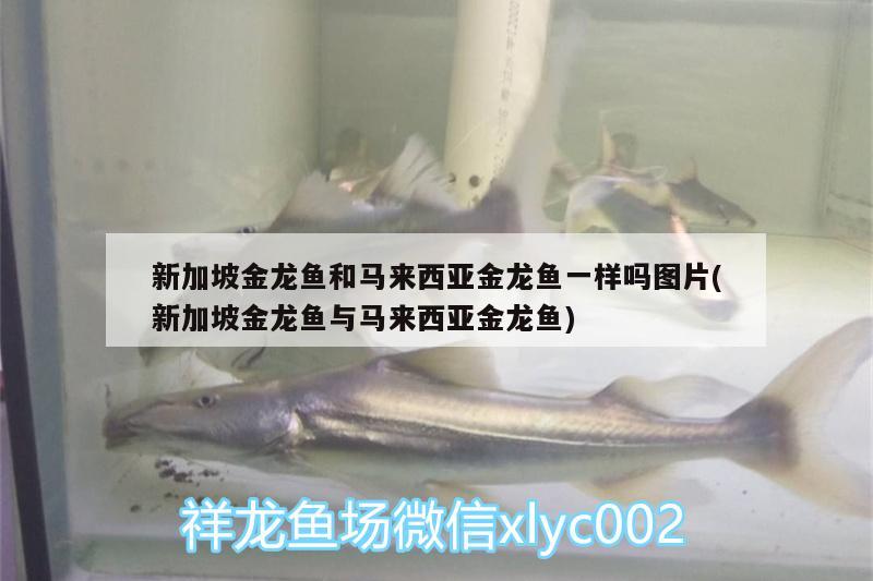 新加坡金龍魚和馬來(lái)西亞金龍魚一樣嗎圖片(新加坡金龍魚與馬來(lái)西亞金龍魚) 黑帝王魟魚