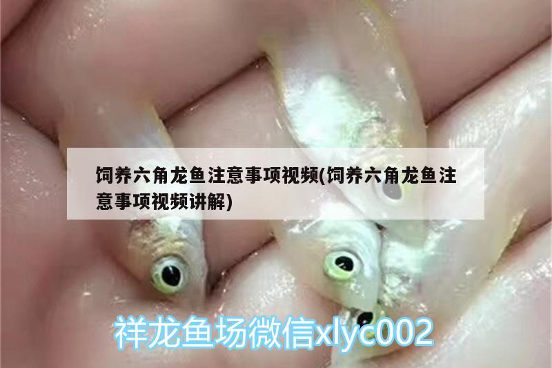 飼養(yǎng)六角龍魚注意事項視頻(飼養(yǎng)六角龍魚注意事項視頻講解)