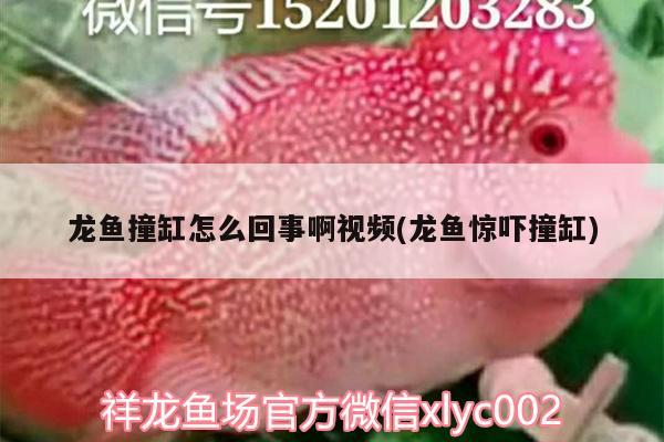 龍魚撞缸怎么回事啊視頻(龍魚驚嚇撞缸)