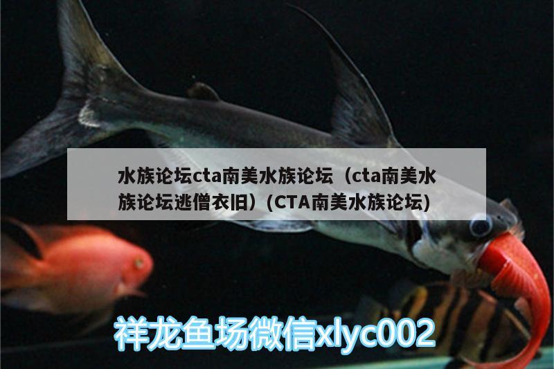 水族論壇cta南美水族論壇（cta南美水族論壇逃僧衣舊）(CTA南美水族論壇) 南美異型魚