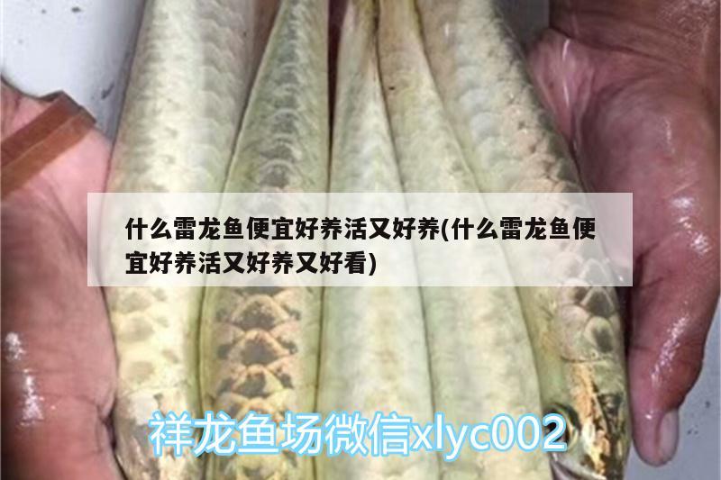 什么雷龍魚便宜好養(yǎng)活又好養(yǎng)(什么雷龍魚便宜好養(yǎng)活又好養(yǎng)又好看) 魚缸等水族設(shè)備