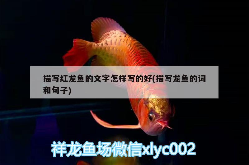 描寫紅龍魚的文字怎樣寫的好(描寫龍魚的詞和句子) 水族用品