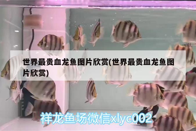 世界最貴血龍魚圖片欣賞(世界最貴血龍魚圖片欣賞)