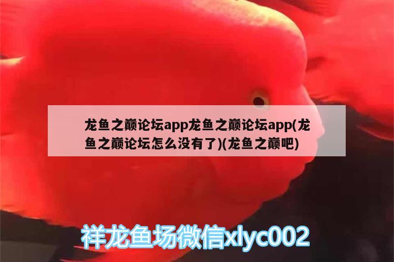 龍魚之巔論壇app龍魚之巔論壇app(龍魚之巔論壇怎么沒有了)(龍魚之巔吧) 巴西亞魚