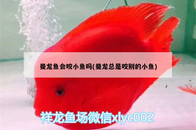 曼龍魚會(huì)咬小魚嗎(曼龍總是咬別的小魚)