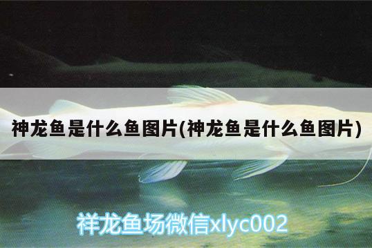 神龍魚(yú)是什么魚(yú)圖片(神龍魚(yú)是什么魚(yú)圖片)