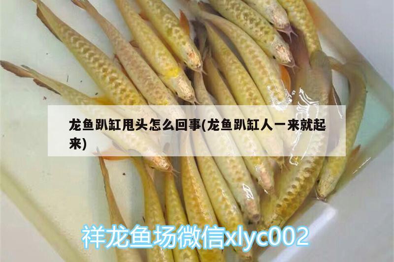 龍魚趴缸甩頭怎么回事(龍魚趴缸人一來就起來) 銀龍魚苗