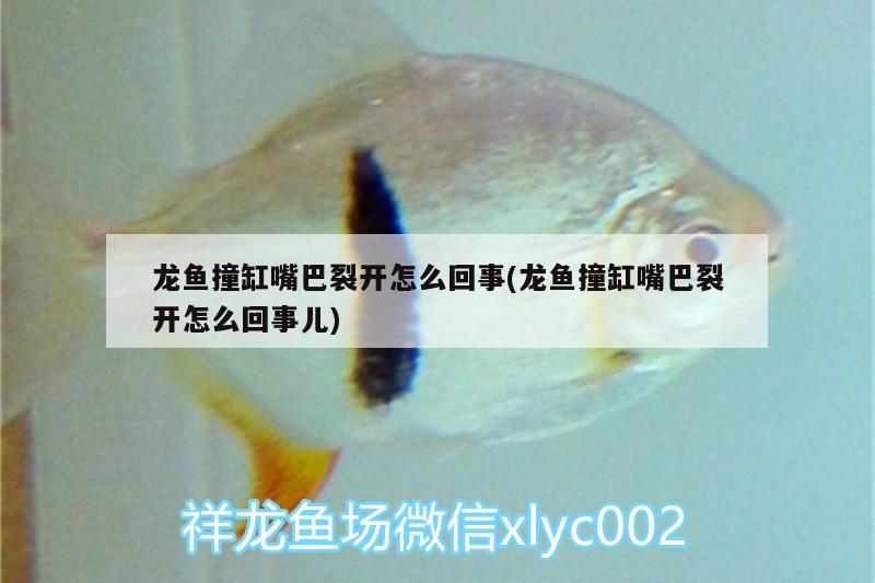 龍魚撞缸嘴巴裂開怎么回事(龍魚撞缸嘴巴裂開怎么回事兒) 藍(lán)底過背金龍魚